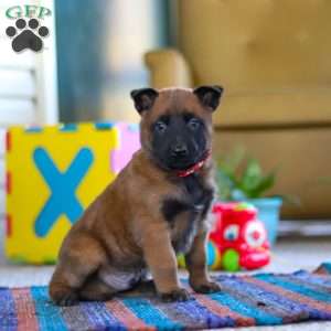 Oakley, Belgian Malinois Puppy